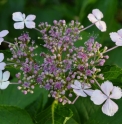 Hydrangea macrophylla f.normalis