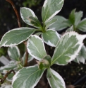 Hydrangea macrophylla 'Variegata'