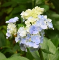 Hydrangea macrophylla 'Zhuni Hito' (= 'Domotoi')