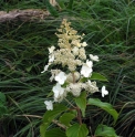 Hydrangea paniculata 'Kyushu'