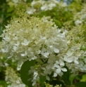 Hydrangea paniculata 'Phantom'