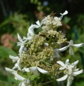 Hydrangea paniculata 'Great Star Vasterival'