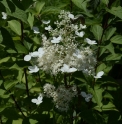 Hydrangea paniculata JP4994