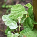 Hydrangea petiolaris 'Early Light'