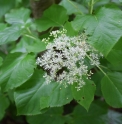 Hydrangea petiolaris var.megaphylla