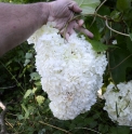 Hydrangea quercifolia 'Harmony'