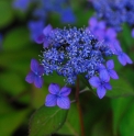 Hydrangea serrata 'Bleu-rose de Tokyo' 