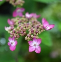 Hydrangea serrata 'Ai-Hime'