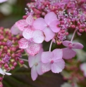 Hydrangea serrata 'Aka Tsanayama'