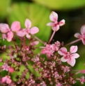 Hydrangea serrata 'Tosa no Akatsuki'