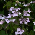 Hydrangea serrata 'Avelroz'