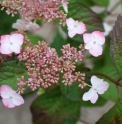 Hydrangea serrata 'Beni Yama'