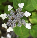 Hydrangea serrata 'Benigaku' 