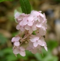 Hydrangea serrata 'Besshi Temari'