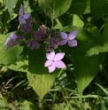 Hydrangea serrata 'Crug Cobalt'