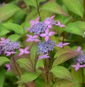 Hydrangea serrata 'Fugen no Hana' 