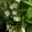 Hydrangea serrata 'Fuji no Taki'