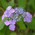 Hydrangea serrata 'Fukuri No Tomegiboshi'