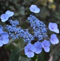 Hydrangea serrata 'Grayswood' 