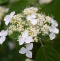 Hydrangea serrata 'Hatsuhime'