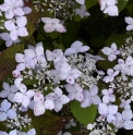 Hydrangea serrata 'Hyuga Konjyo' 