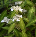 Hydrangea serrata 'Isusai Jaku'