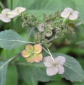 Hydrangea serrata 'Iyo Uzu Kaori'