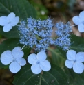 Hydrangea serrata 'Jeju' CBKR1276