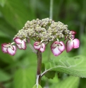 Hydrangea serrata 'Kiyosumi'