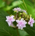 Hydrangea serrata 'Komachi'