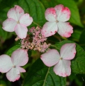 Hydrangea serrata 'Kurenai'