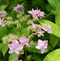 Hydrangea serrata 'Mitaka Yae'