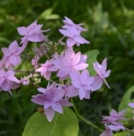 Hydrangea serrata 'Miyama Yae Murasaki'