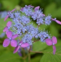 Hydrangea serrata 'Murasaki Kobai'