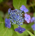 Hydrangea serrata 'Nou Murasaki'