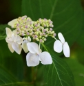 Hydrangea  serrata 'Odoriko Amacha'