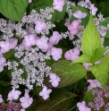 Hydrangea serrata 'Ohisi' 