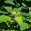 Hydrangea serrata 'Okan' 