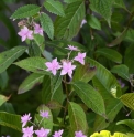 Hydrangea serrata 'Shichi Danka'