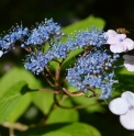 Hydrangea serrata 'Seikai'