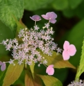 Hydrangea serrata 'Seto no Tsuki'