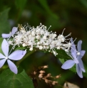 Hydrangea serrata 'Seiryo' CBJP1054