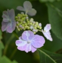 Hydrangea serrata 'Shibori'