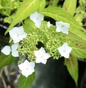 Hydrangea serrata 'Shiko Amacha'