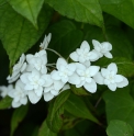 Hydrangea serrata 'Shirahuzi' 