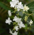 Hydrangea serrata 'Shirofuji'