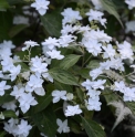 Hydrangea serrata 'Shirotae'