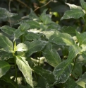 Hydrangea serrata 'Tenguzuka Nishiki'