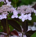 Hydrangea serrata 'Tiara'