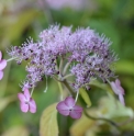 Hydrangea serrata 'Tokara no Sora'